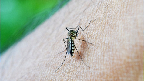 Καταπολέμηση κουνουπιών για το έτος 2020