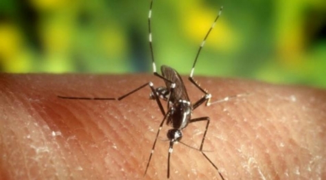 Μέτρα ατομικής προστασίας από τα κουνούπια
